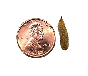 Phoenix Worms (Large 100 Count)