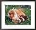 Domestic Guinea Pig with Young, Europe Animals Framed Art Poster Print by Reinhard, 22x18