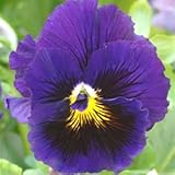 パンジービオラフリル咲きパンジーフリズルシズル「ブルー」1株