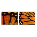 Monarch Collection