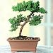 41EzZDGnxKL. SL75  Juniper Bonsai