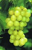 Weinrebe Ph&ouml;nix&copy;, wei&szlig;, 1 Pflanze