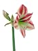 Amaryllis Red&white Decorative Flower - 60