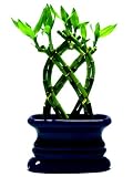 Betterdecor- 1 Set (8 Pieces Braided)trellis Lucky Bamboo (Fence or Palm Lucky Bamboo) with Vase for Gifts and Fengshui