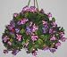 Fuschia Hanging Basket