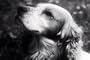 Vintage Dog, Puppy & Canine Films DVD: Historic Dog Breeds & Puppies Footage incl. Sporting & Hunting Dogs & Puppys