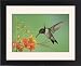 Framed Prints of Ruby-throated Hummingbird, from Danita Delimont