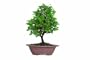 Brussel's Hinoki Cypress Bonsai