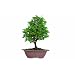 Brussel's Hinoki Cypress Bonsai