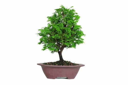 Brussel s Hinoki Cypress BonsaiB0000DG8AQ 