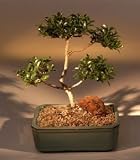 Brush Cherry Bonsai Tree - 