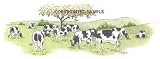 Cows - Drawing by Cindy Farmer