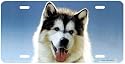 Husky Pup - Dogs - Wildlife Decor Art Print - License Plate Tag By Terry Isaac From Airstrike