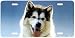 Husky Pup - Dogs - Wildlife Decor Art Print - License Plate Tag By Terry Isaac From Airstrike
