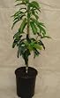 Reed Avocado Tree Five Gallon Reed Avocado Tree Five Gallon