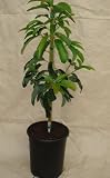 Reed Avocado Tree--Will Arrive Between 3 and 4 Feet Tall