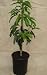 Reed Avocado Tree Five Gallon