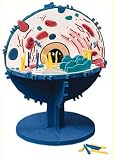 THE ANIMAL CELL