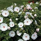 Hibiscus Seeds - Hibiscus Luna Pink Swirl