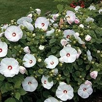 Hibiscus Seeds - Hibiscus Luna Pink Swirl