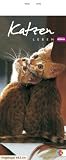 Whiskas Katzenleben 2009. Kalender: Mit Jahresuebersicht 2010