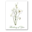 Lis St. Bruno - Thinking of You Gift Enclosure Cards (set of 12)
