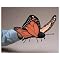 Books I use for a Kindergarten Science unit on Insects and Butterflies