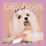 The Little Book of Lap Dogs (Little Book Of... (Willow Creek Press))