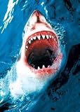 Great White Shark, Art Poster