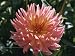 Close-Up of Pale Pink Semi-Cactus Dahlia Taken in August in England Photographic Poster Print by Michael Black, 24x18