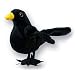 Finger Puppet: RSPB Blackbird