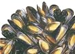 Fresh Mussels, 4 lbs.