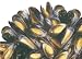 Fresh Mussels, 4 lbs.