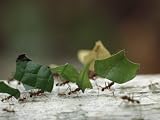 Leaf-Cutter Ants near Sao Gabriel, Amazon River Basin, Brazil Photographic Poster Print by James P. Blair, 40x30