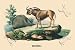 Art Poster, Gnou - 27.5 x 18.75