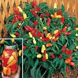 Pepper Seeds - Pepper Sweet Pickle