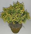 16" INDOOR / OUTDOOR Boxwood (yellow) Plant