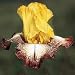 Outdoor Living : Barn Dance Days of Autumn Reblooming Iris