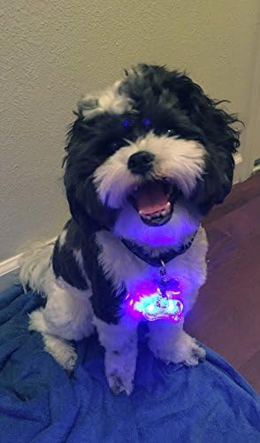 Pet Light Collar for Dog or Cat | Cute and Stylish Accessory in Bone Shape | High Quality | Safety for Your Pet (Blue)