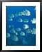 Atlantic Spadefish, Hol Chan Marine Park, Ambergris Caye, Barrier Reef, Belize Animals Framed Art Poster Print by Stuart Westmorland, 25x31