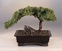 Bonsai Boy's Juniper Bonsai Tree - Large<br><i>(Juniper Procumbens "nana")</i>