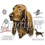 Irish Setter Adult T-Shirt