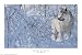 Arctic Wolf, Art Poster by Eric Bjorlin
