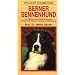 Berner Sennenhund