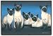   - SIAMESE CATS Kittens Designer Doormat DOOR MAT New!