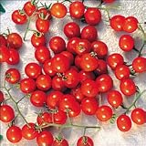 Mexico Midget Cherry Tomato 20 Seeds