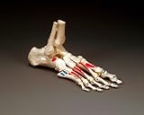 Painted Skeleton Foot On Elastic
