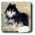 Dogs Pomeranian - Black and Tan Pomeranian - Mouse Pads