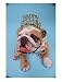 English Bulldog with New Year's Hat Animals Photographic Poster Print by David Burch, 12x16