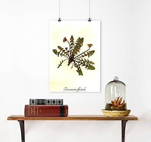 Real Pressed Dandelion Herbarium Specimen